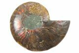 Cut & Polished Ammonite Fossil (Half) - Madagascar #354186-1